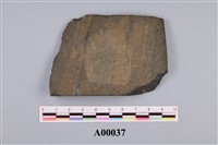 藏品(木化石)的圖片